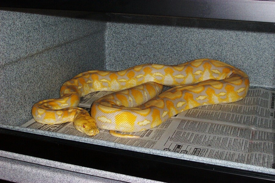Dwarf Albino Retic Cross
