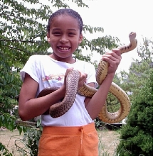 Adult black tail cribo