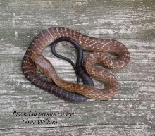 Black tail baby