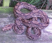 Sonoran Desert Boa