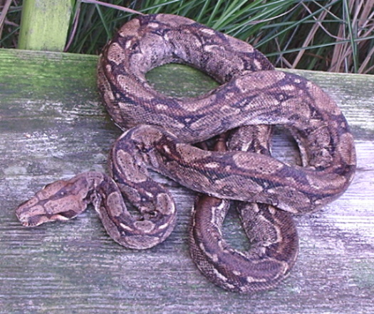 Sonoran Desert Boa