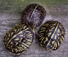 Florida Box Turtles