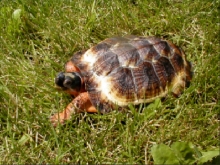 Hypo melanistic wood turtle