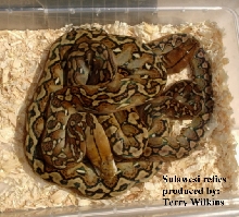 Sulawesi Island Retic babies