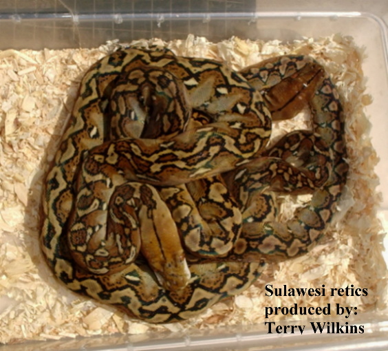 Sulawesi Island Retic babies