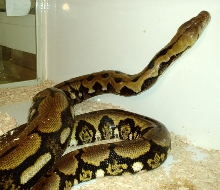 Large Tiger Retic