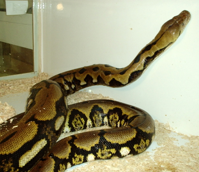 Large Tiger Retic