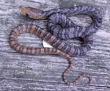 Baby yellow tail cribo
