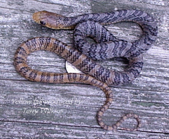 Baby yellow tail cribo