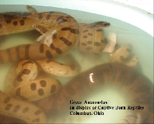 Green Anacondas breeding