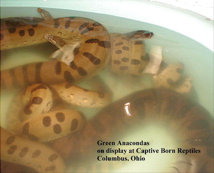 Green Anacondas breeding