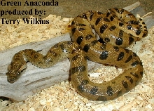 Baby green anaconda