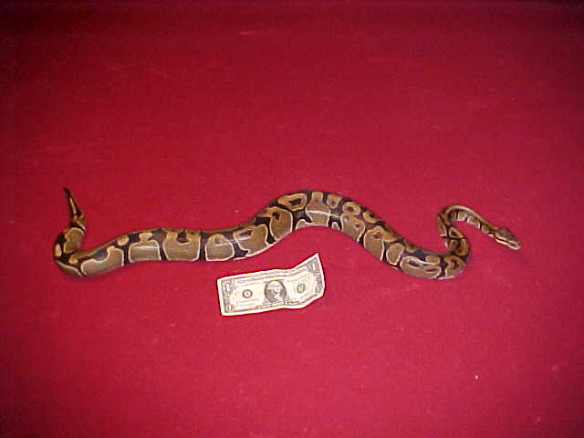 ball python