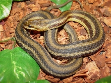 Nerodia clarkii clarkii (red phase)