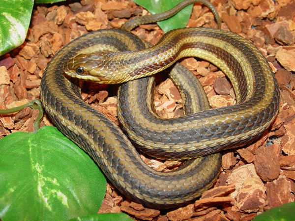 Nerodia clarkii clarkii (red phase)