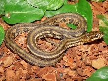 Nerodia clarkii clarkii (red phase)