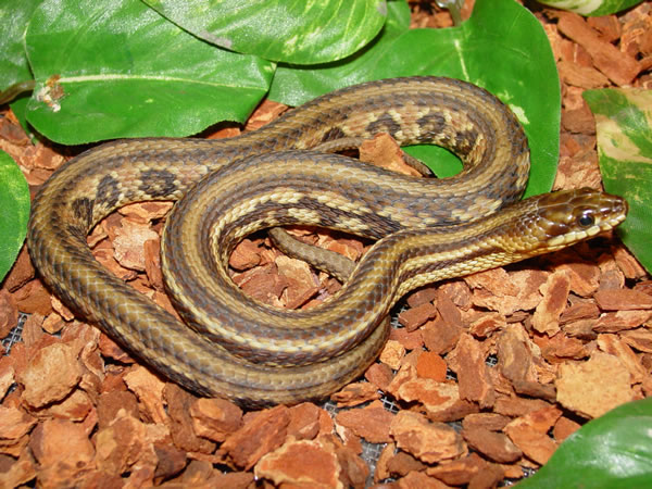 Nerodia clarkii clarkii (red phase)