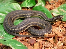 Nerodia clarkii clarkii (black phase)