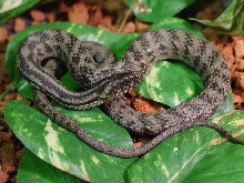 Nerodia clarkii compressicauda (black phase)