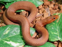 Nerodia clarkii compressicauda (red phase)