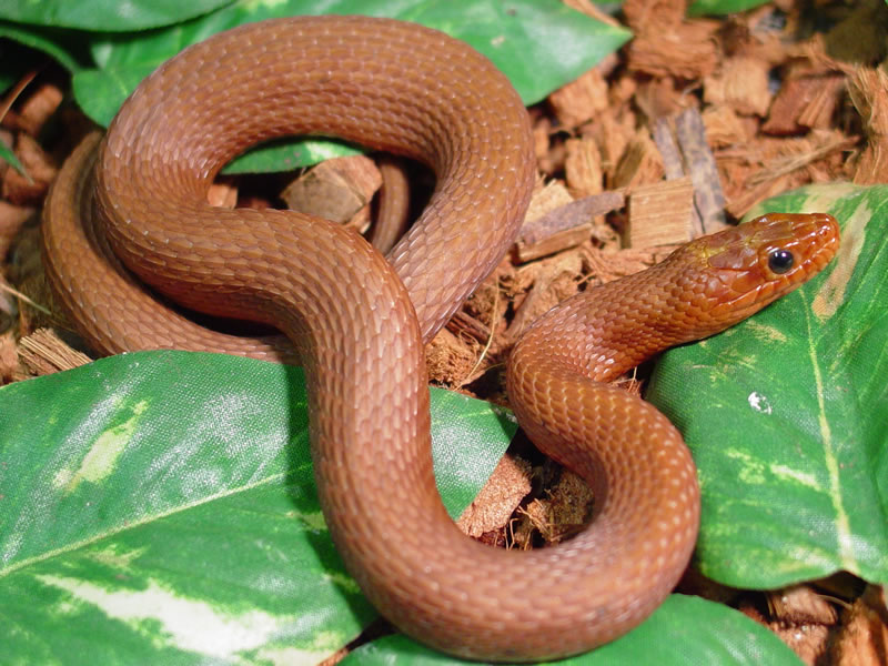 Nerodia clarkii compressicauda (red phase)