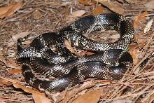 DOR Apalachicola Kingsnake