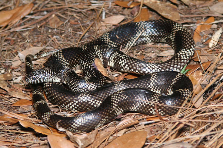 DOR Apalachicola Kingsnake