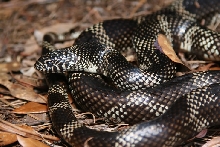 DOR Apalachicola Kingsnake