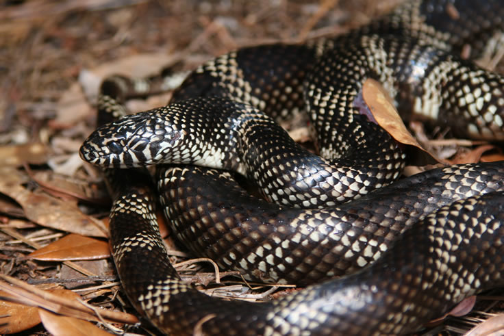 DOR Apalachicola Kingsnake