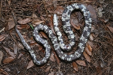 DOR Apalachicola Kingsnake