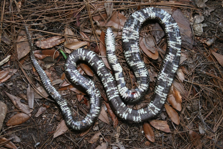 DOR Apalachicola Kingsnake