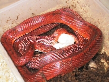 Bloodred corn laying
