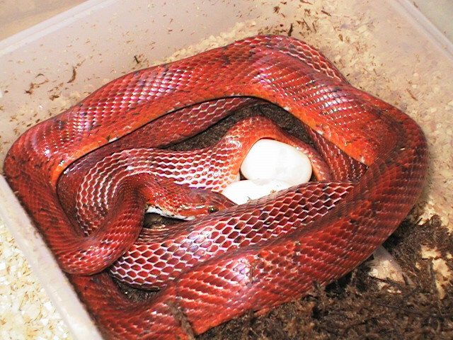 Bloodred corn laying