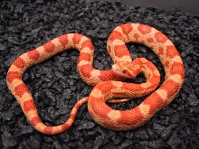 Butter X Striped '01 hatchling