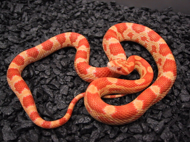 Butter X Striped '01 hatchling