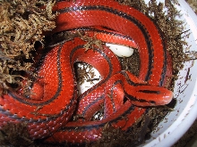 coxi laying eggs
