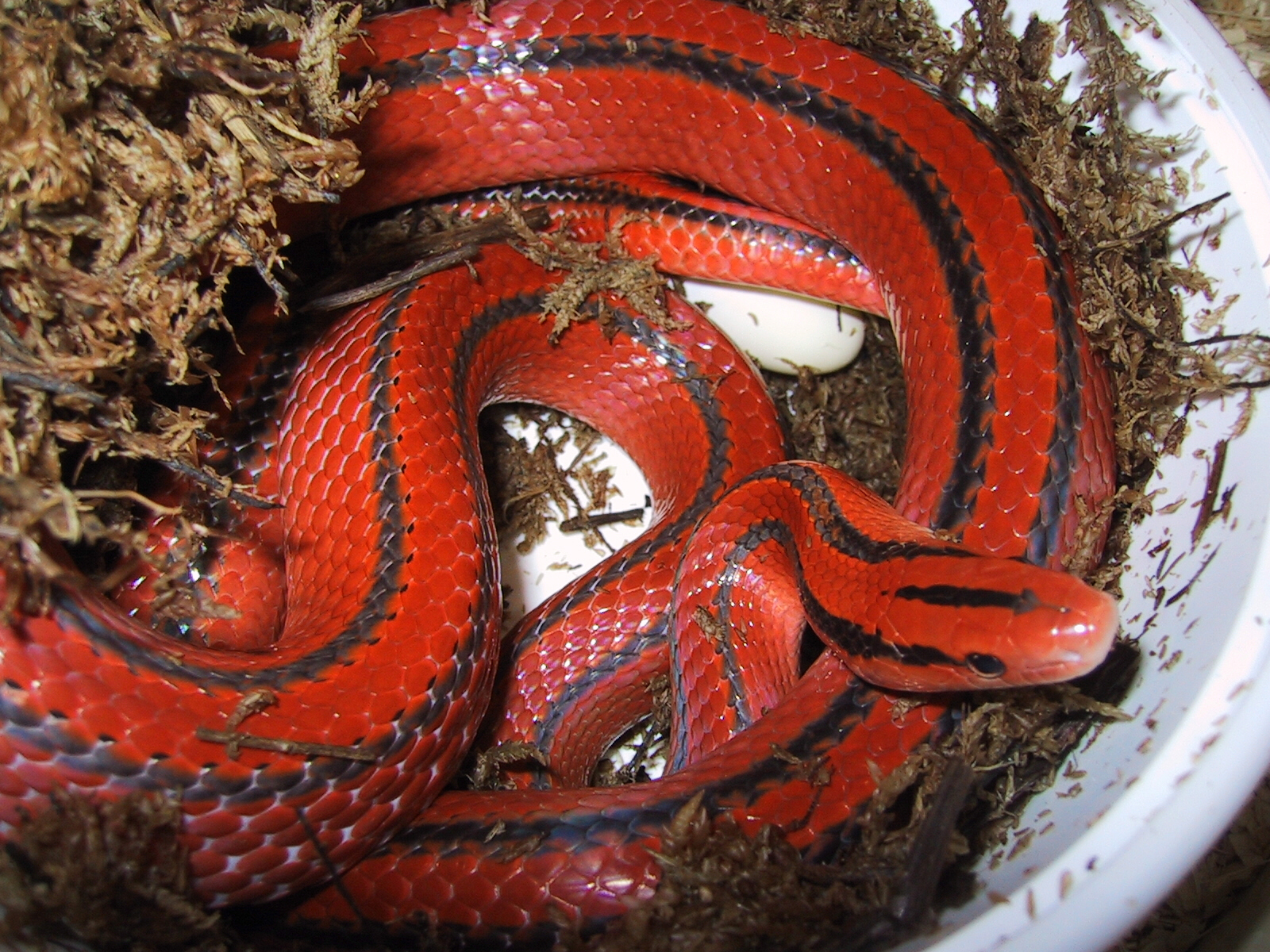coxi laying eggs