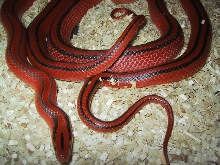 Coxi breeding closeup