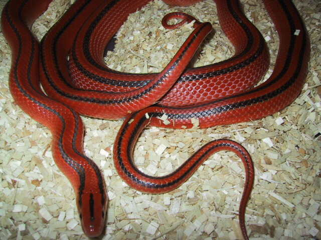 Coxi breeding closeup