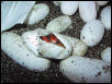 '02 coxi hatching