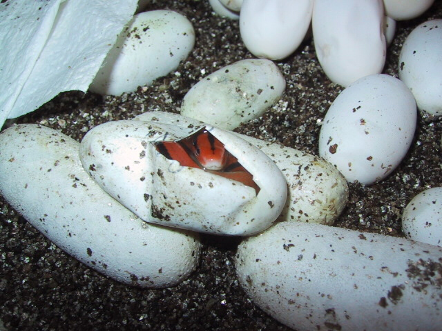 '02 coxi hatching