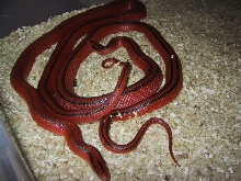 Coxi breeding