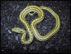 '02 dione ratsnake for sale