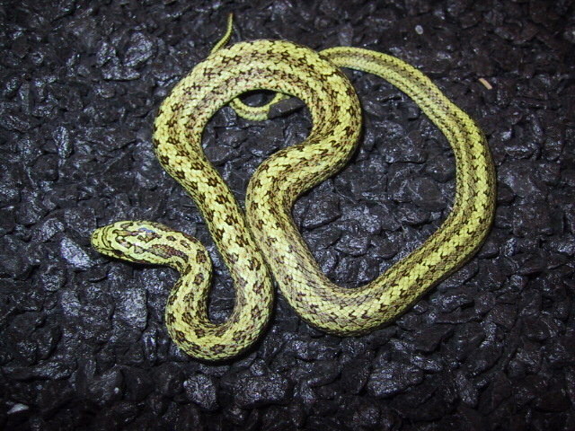 '02 dione ratsnake for sale