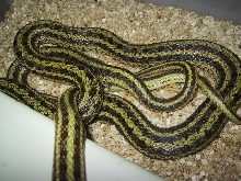 Diones ratsnakes breeding