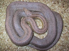 Female striped ghost corn
