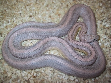 Male striped ghost corn