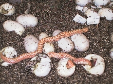Albino hognose hatching