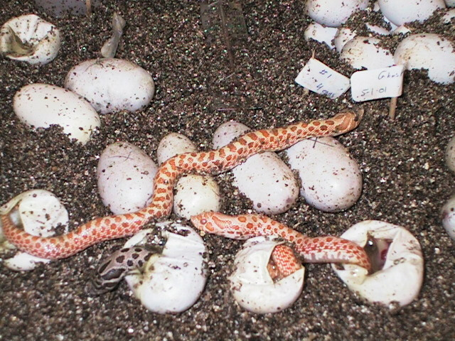Albino hognose hatching