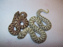 Green "hypo" hatchling & normal